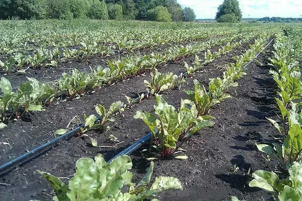 полив свеклы Смуглянка