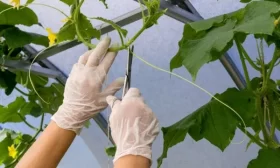 сбор зеленцов