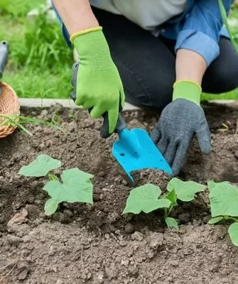 выращивание огурцов Букет для мамы