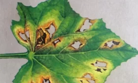 высадка рассады огурцов