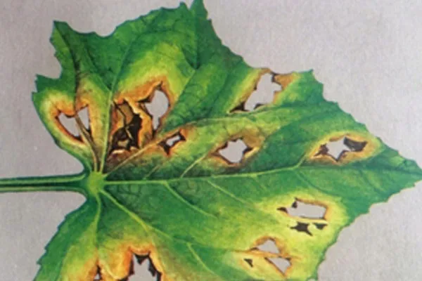 высадка рассады огурцов