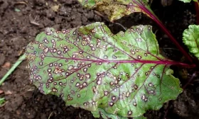 болезни свеклы