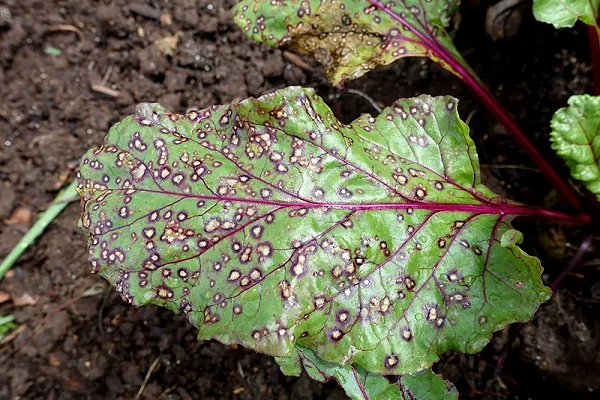 болезни свеклы