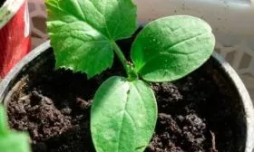 уход за огурцами