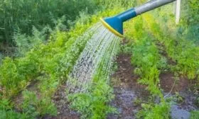 полив моркови