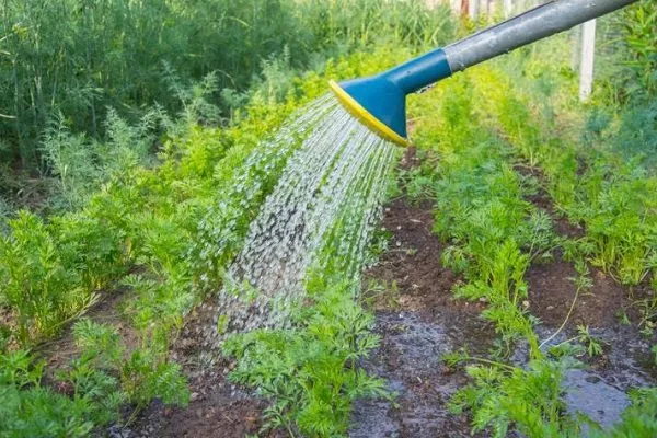 полив моркови