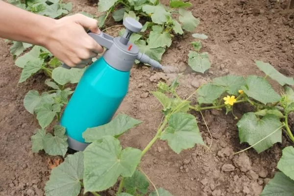 болезни и вредители капусты