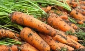 морковь сорта Слестена