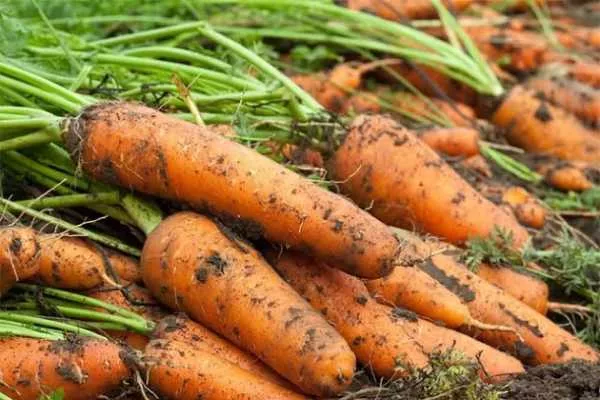 морковь сорта Слестена