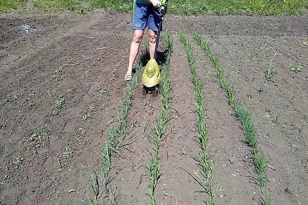 уход за луком