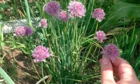 уход за луком Медонос