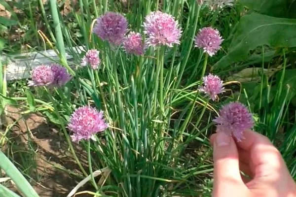 уход за салатом