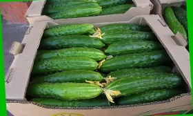 хранение урожая