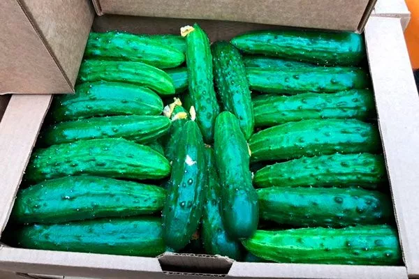 Сбор и применение урожая