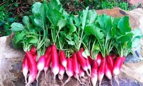 Сбор и хранение урожая