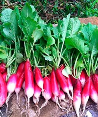 Сбор и хранение урожая