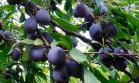 Внешний вид дерева