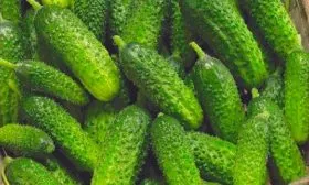 Внешние показатели растения и зеленцов