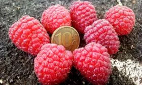 Внешние показатели куста и ягод, их вкус и предназначение2