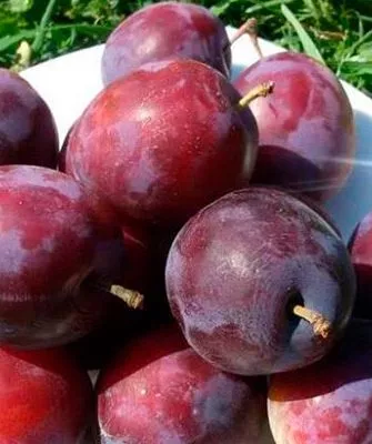 Вкус плодов и их назначение