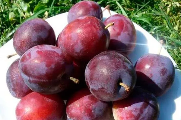 Вкус и назначение