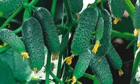 Внешние показатели растения и зеленцов