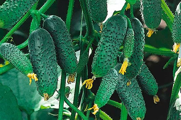 Внешние показатели растения и зеленцов