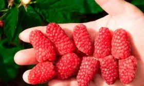 Вкус плодов и их назначение