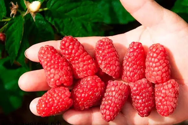 Вкус плодов и их назначение