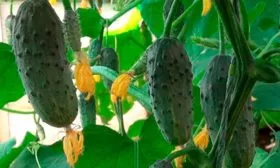 Огурец Колибри
