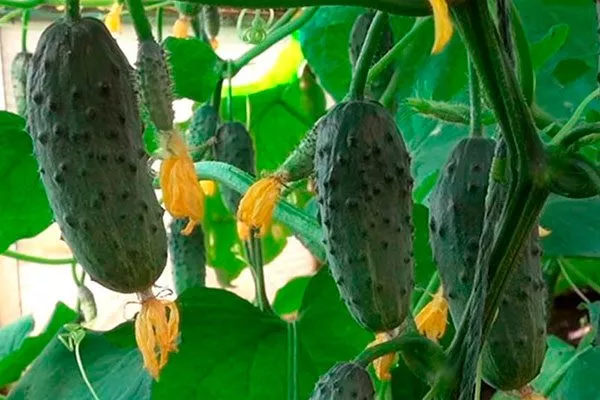 Огурец Колибри