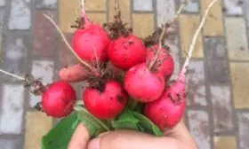 Особенности внешнего вида растения и корнеплодов