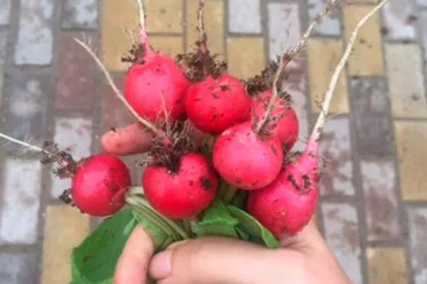 Особенности внешнего вида растения и корнеплодов