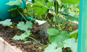 полив огурцов