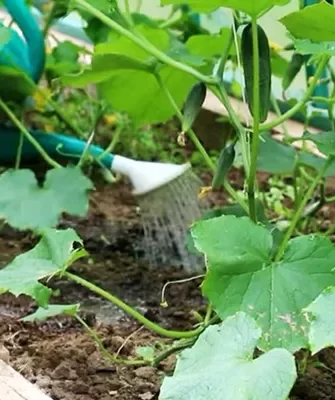 полив огурцов