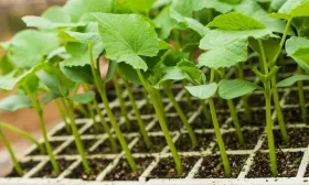 рассада огурцов