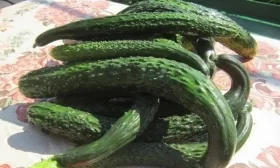 урожай Зеленого змея