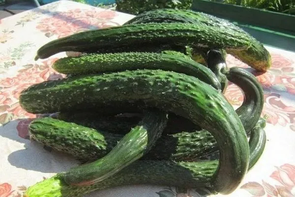 урожай Зеленого змея