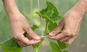 проблемы с огурцами