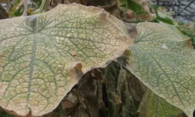 болезни и вредители огурцов