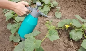 уход за культурой