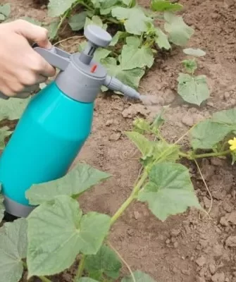 уход за культурой
