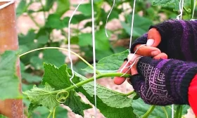 полив огурцов