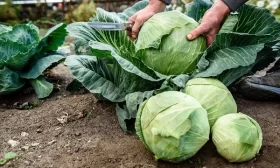 сбор урожая