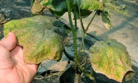 болезни огурцов