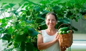 продуктивность сорта Герольд