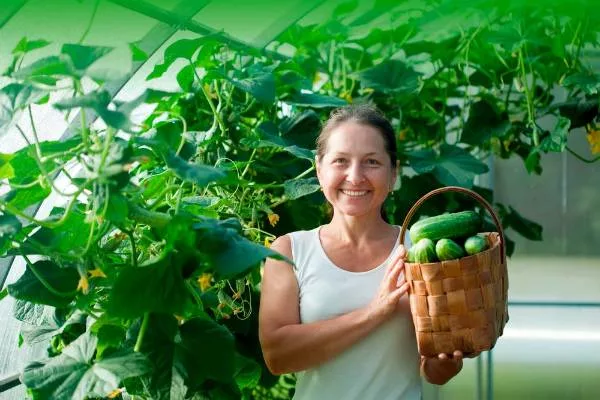 продуктивность сорта Герольд