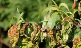 вредители персика