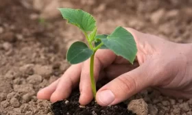 рассадное выращивание огурцов