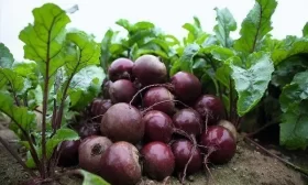 сбор урожая